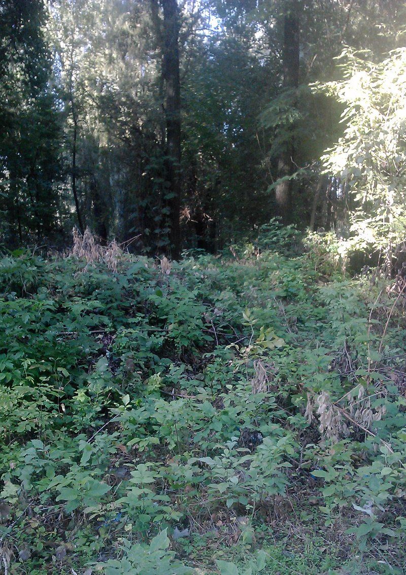 Горсовет Днепра скосил ивы вместо газонов в парке Кирилловка 14