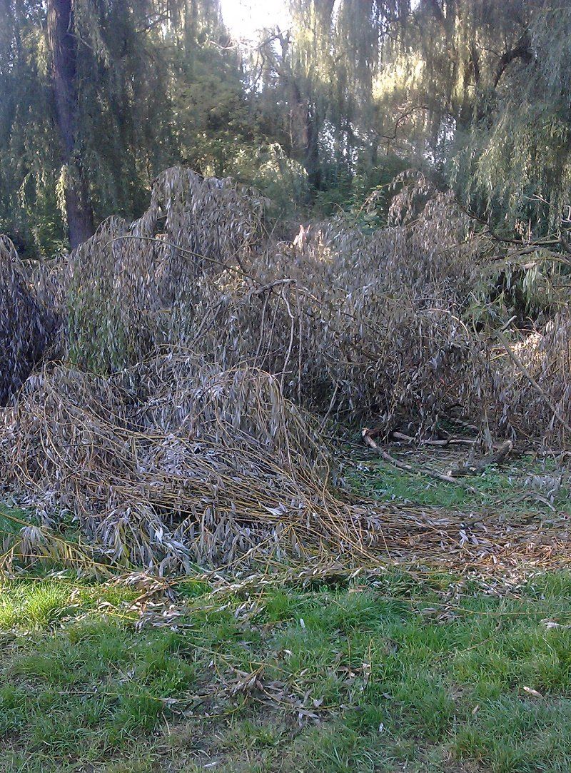 Такая картина по всему парку