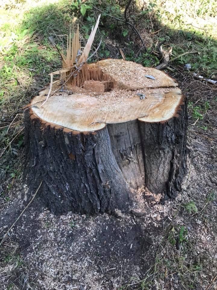 Фото пня из поста депутата Вишневецкого