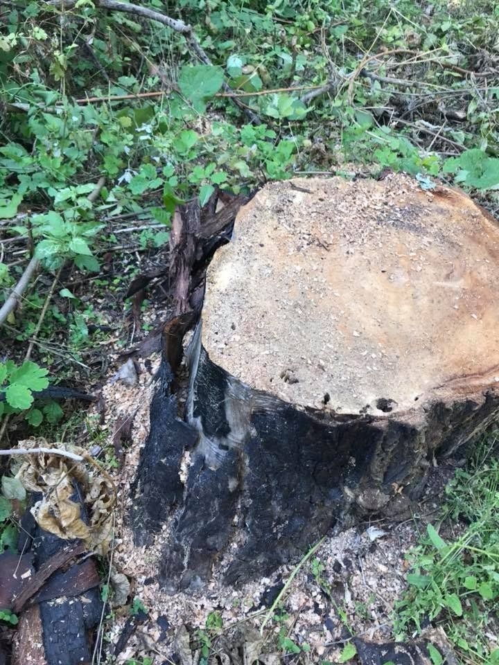 Горсовет Днепра скосил ивы вместо газонов в парке Кирилловка - ответ депутата Вишневецкого 3