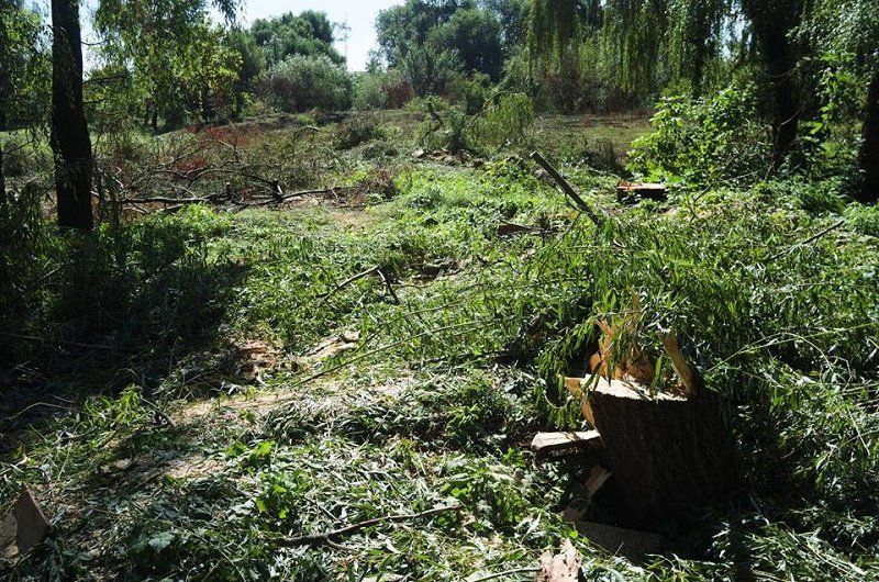 В Днепре деревья рубят целыми полянами