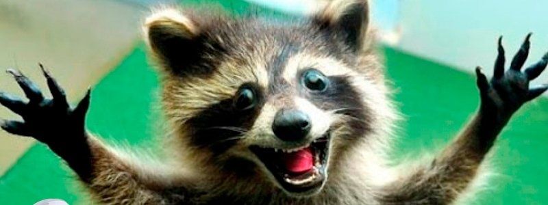 В Киеве на регистрацию животных могут потратить 2 миллиона гривен