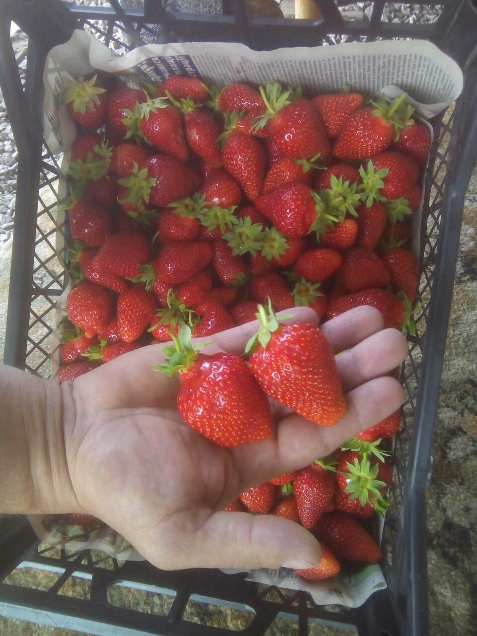 Как в Украине заработать на выращивании ягод 3