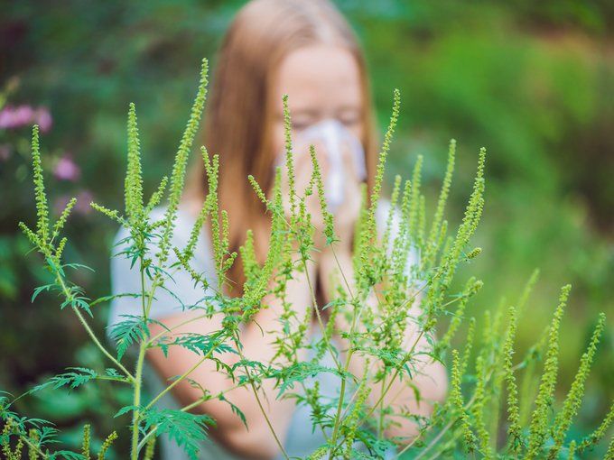 В Днепре хотят потратить около 100 миллионов на борьбу с амброзией 1