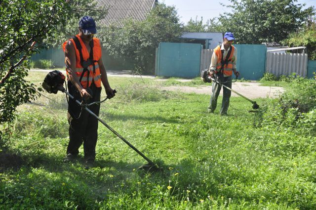 В Днепре хотят потратить около 100 миллионов на борьбу с амброзией 2