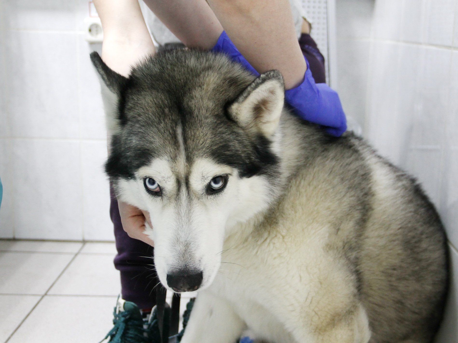 Заммэра Днепра Михаил Лысенко про Новый год, ремонт мостов, лифты и другие планы на 2019 год 2