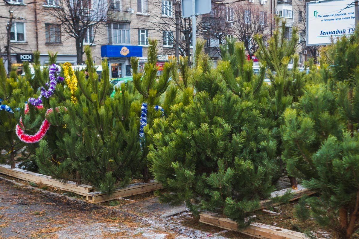 Заммэра Днепра Михаил Лысенко про Новый год, ремонт мостов, лифты и другие планы на 2019 год 3