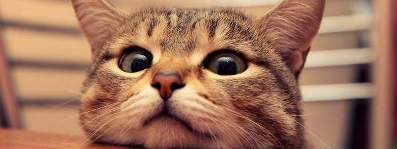 В Днепре появится коммунальная ветеринарная клиника и игротека с котиками