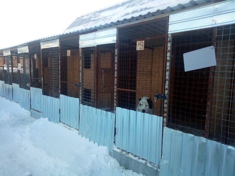 В Днепре появится коммунальная ветеринарная клиника и игротека с котиками 5