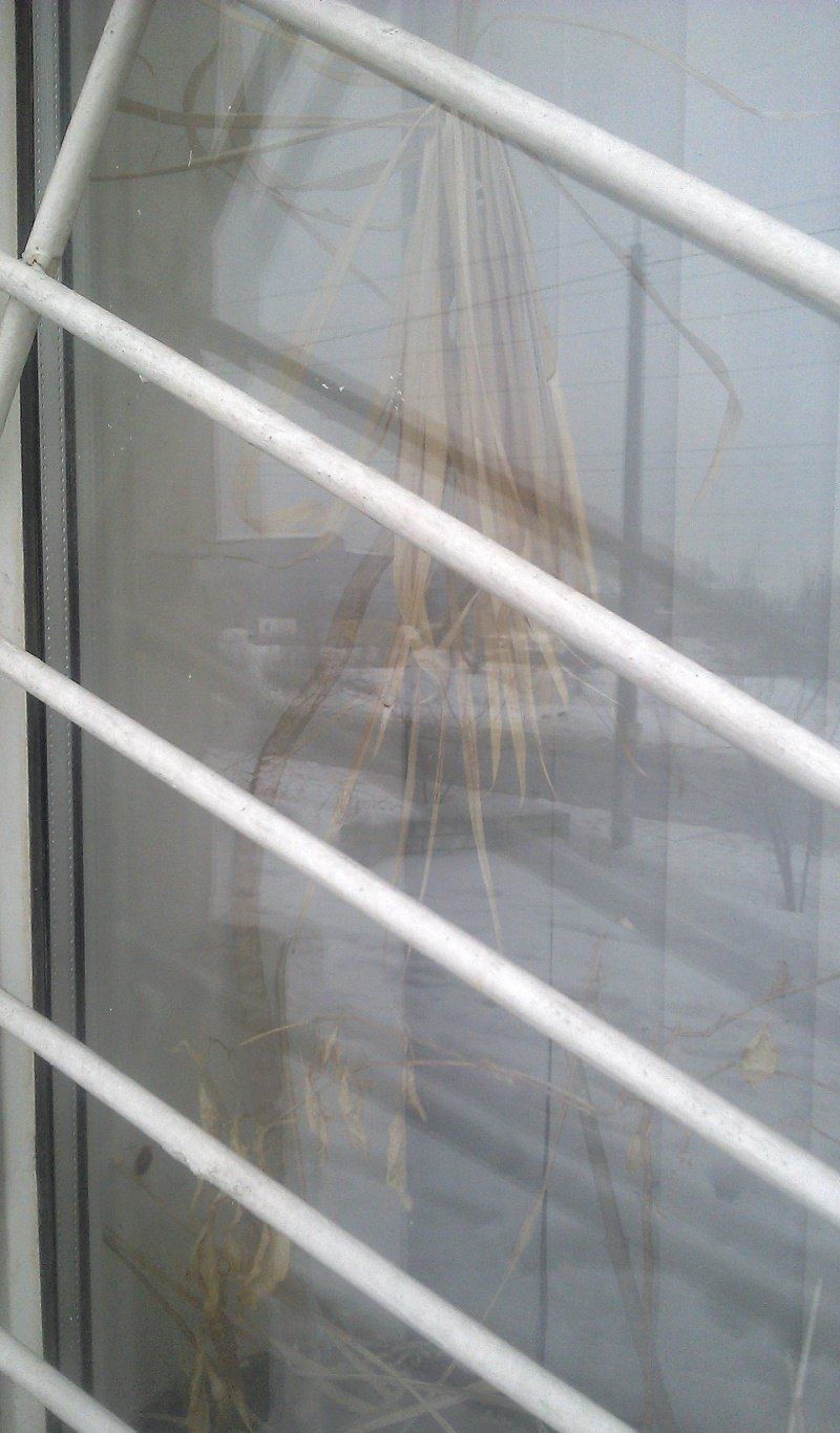 Цветы погибли в битве людей