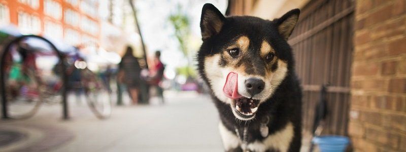 Где в Днепре можно будет выгулять собаку на спецплощадке