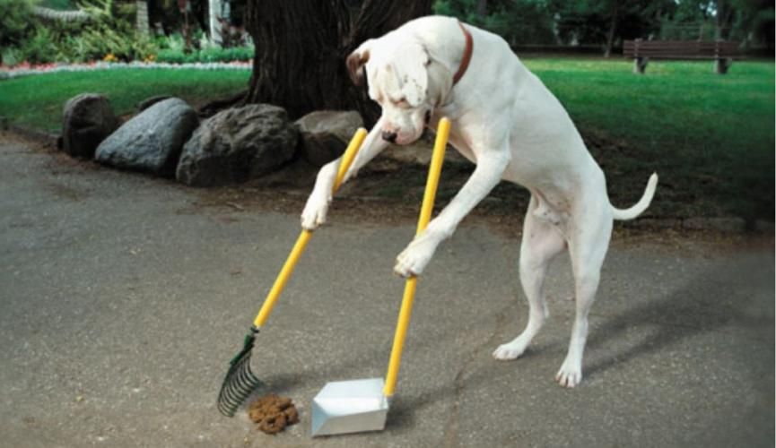 Где в Днепре можно будет выгулять собаку на спецплощадке 3