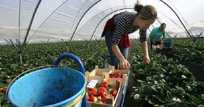 В Польше весной прошлого года запустили проект Партнерство и трудоустройство, благодаря которому украинцы ищут работу бесплатно