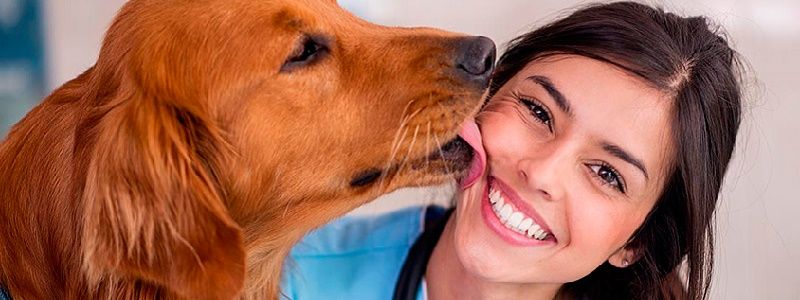 В Днепре на создание клиники для собак из бюджета потратят 47 миллионов