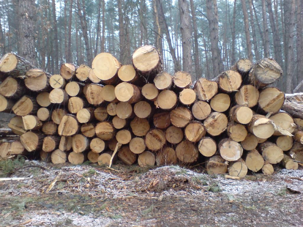 Столица мусора и грязи: кто виноват, что Киев перестал быть «зеленым городом» 2