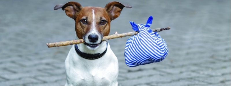 Где в Киеве построят новый приют для животных и каким он будет