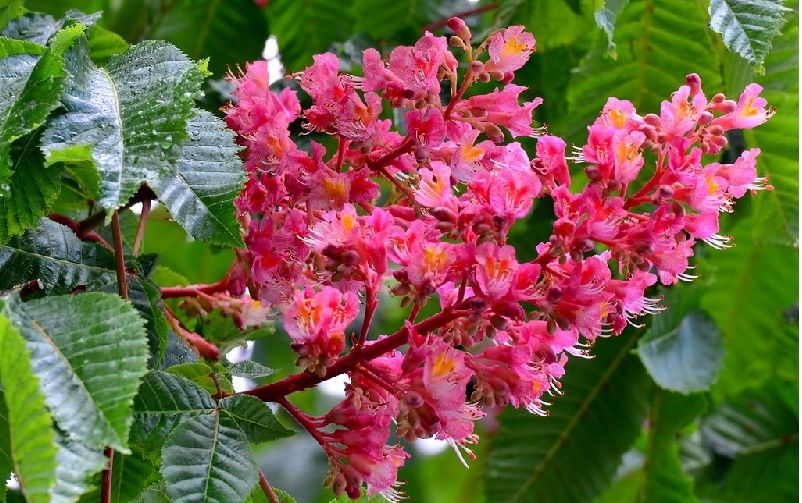 Где в Киеве появятся деревья, цветы и газоны за 16,5 миллионов 2