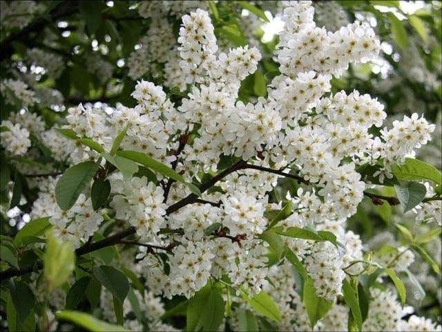 Где в Киеве появятся деревья, цветы и газоны за 16,5 миллионов 3