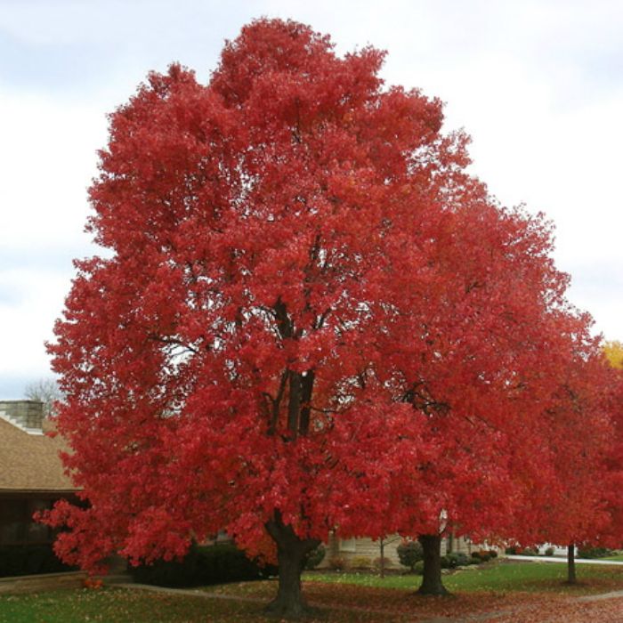 Где в Киеве появятся деревья, цветы и газоны за 16,5 миллионов 4
