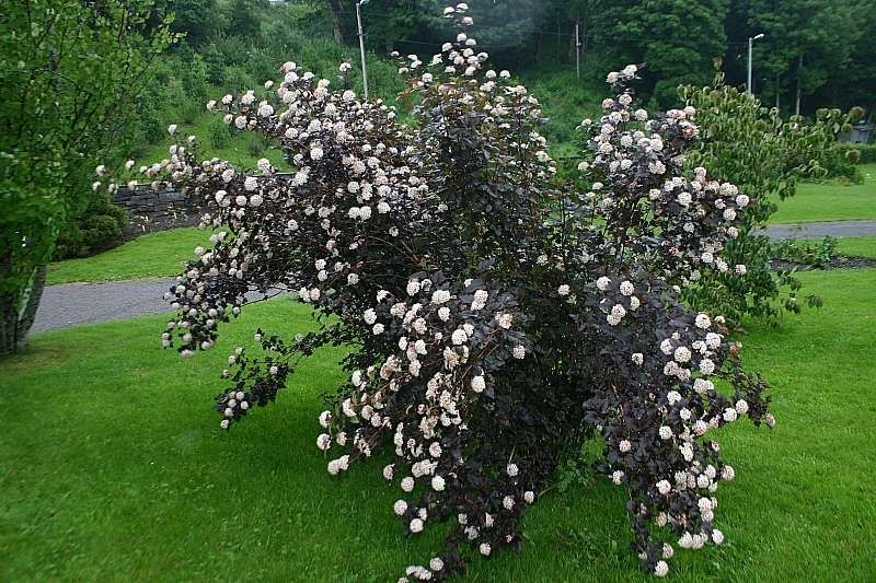 Где в Киеве появятся деревья, цветы и газоны за 16,5 миллионов 5