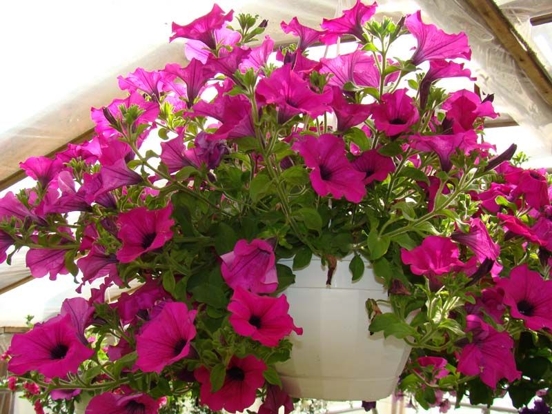 Где в Киеве появятся деревья, цветы и газоны за 16,5 миллионов 6