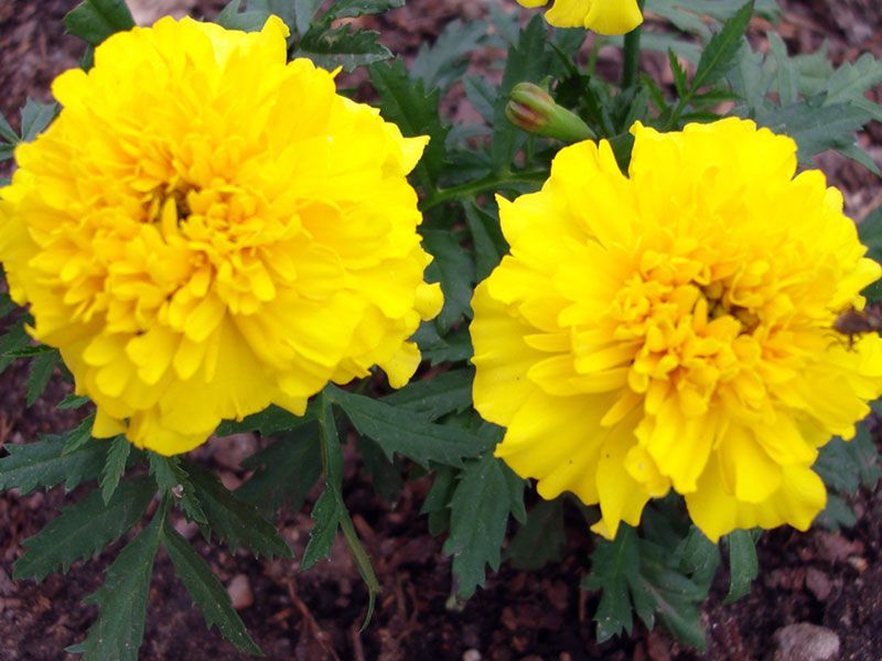 Где в Киеве появятся деревья, цветы и газоны за 16,5 миллионов 7