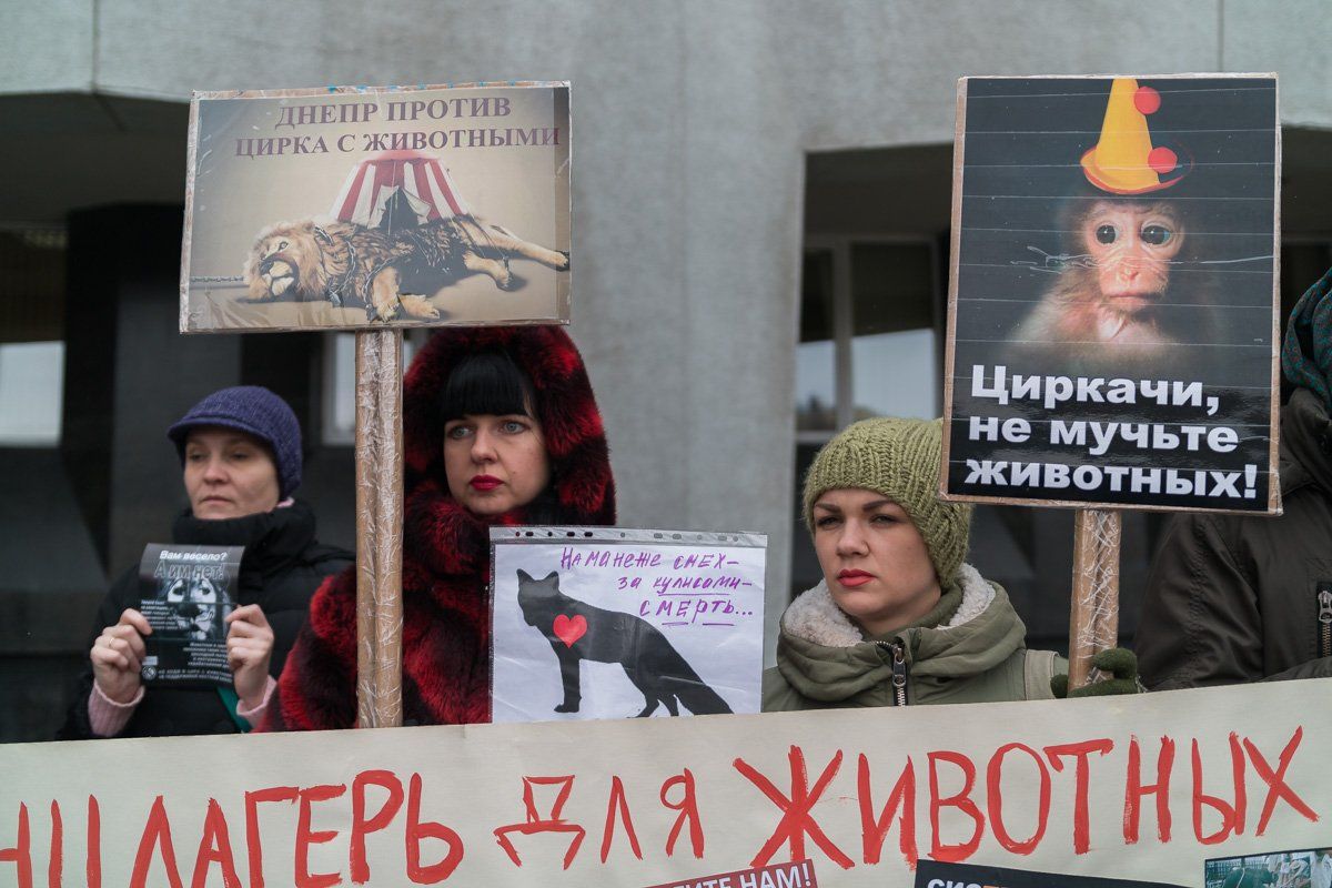 В Киеве не будет шапито с животными 2