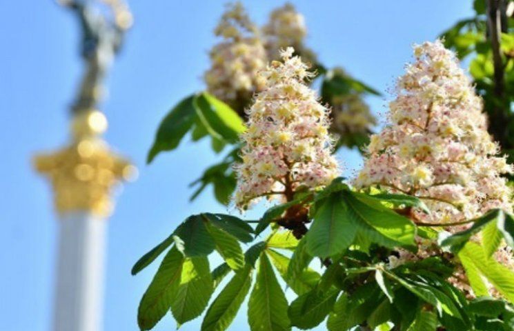 Платаны или каштаны: что должно расти на Крещатике в Киеве 1