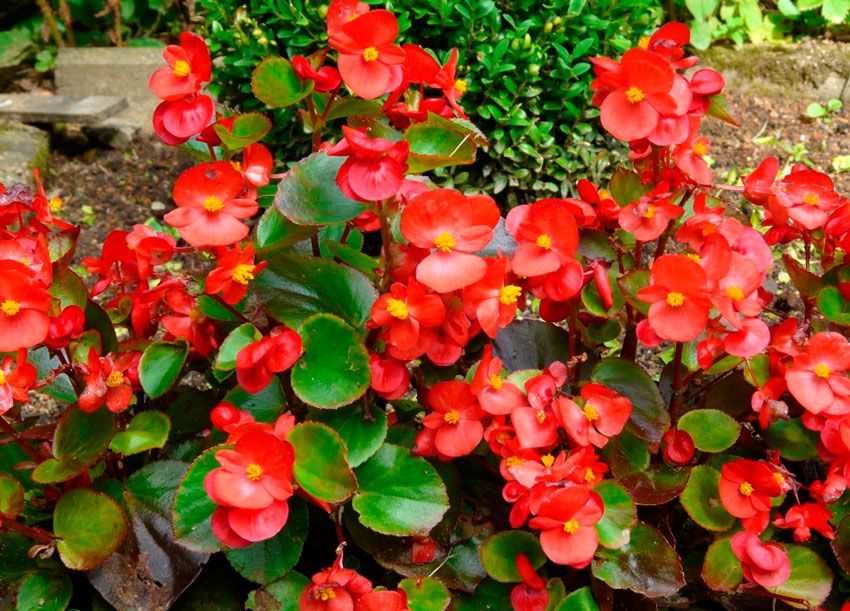 Где в Киеве сделают цветочный рай и какие скверы станут лучше 5