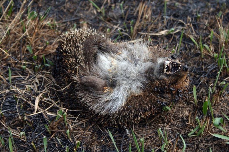 Почему в Днепре не стоит жечь листья и чем это грозит людям и природе 3