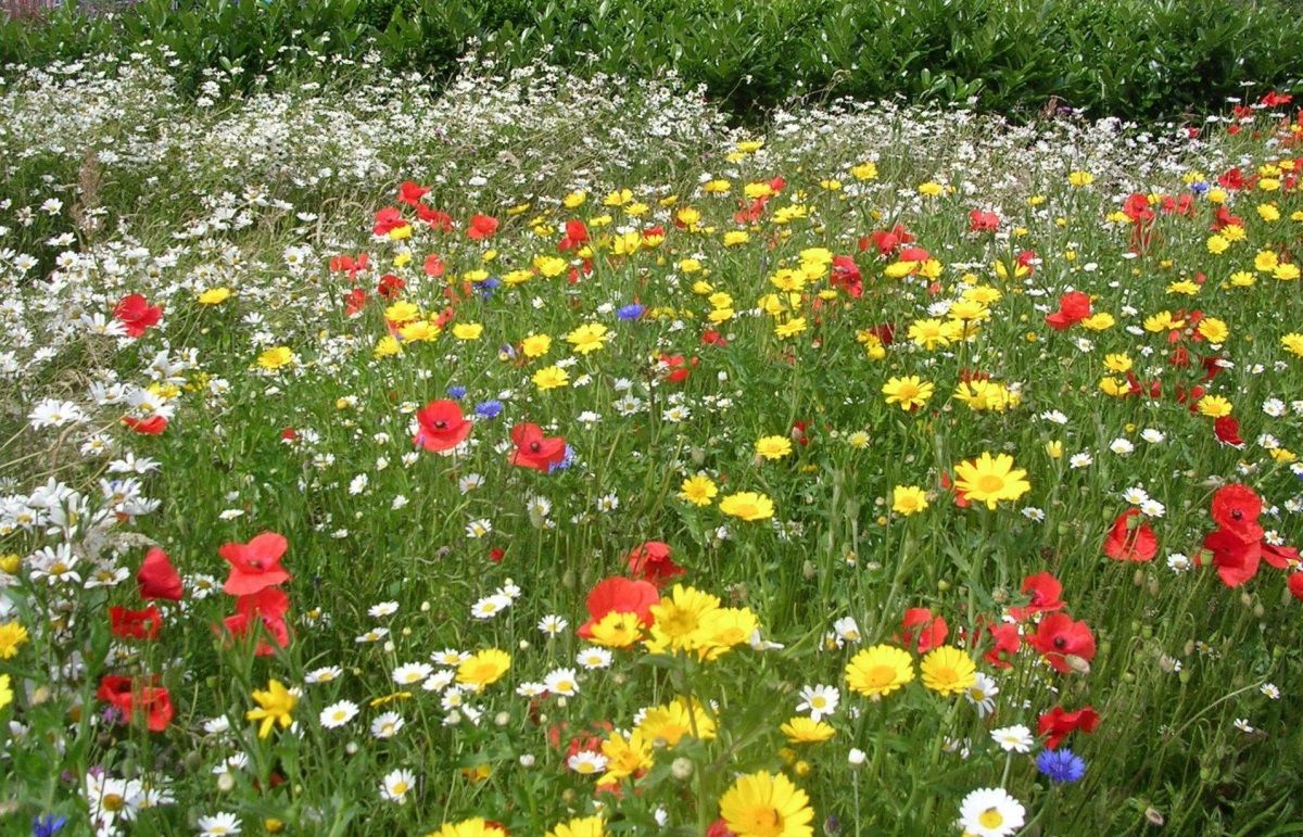 Мавританский газон