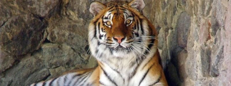 В Киеве появится своя Новая Гвинея и саванна