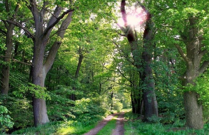 При каком президенте Украины больше уничтожили леса 2