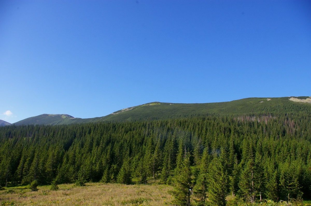 При каком президенте Украины больше уничтожили леса 7