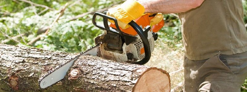 Днепровский апелляционный суд конфисковал автомобиль за две срубленные акации