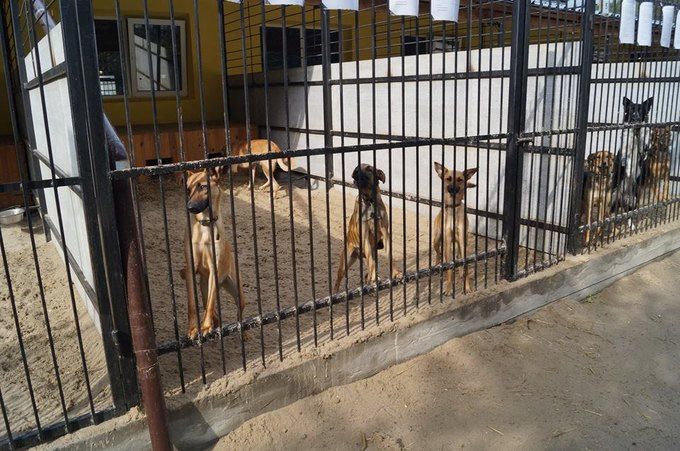 Какие нарушения выявил аудит больницы ветеринарной медицины в Киеве 2