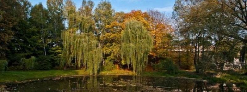 Власти Киева потратят 20 миллионов на обустройство парков