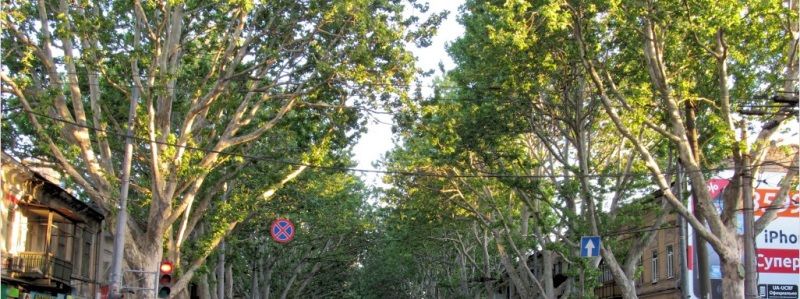 Під час реконструкції вулиці Короленка в Дніпрі висадять 70 нових дерев