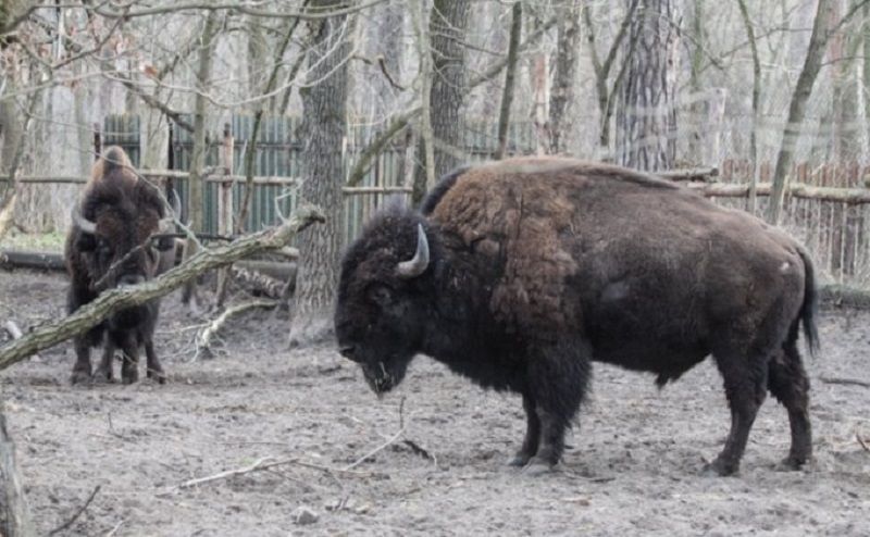 Зачем Президенту Зеленскому три охотничьи резиденции. Часть вторая. Охотничий бордель 3