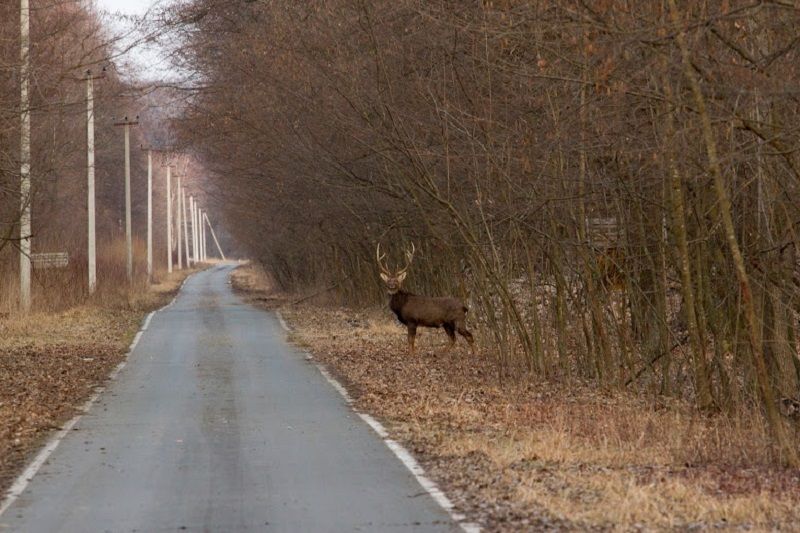 Зачем Президенту Зеленскому три охотничьи резиденции. Часть третья. Президентская лесопилка. 1