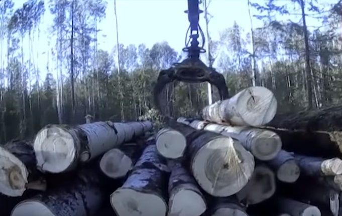 Зачем Президенту Зеленскому три охотничьи резиденции. Часть третья. Президентская лесопилка. 3