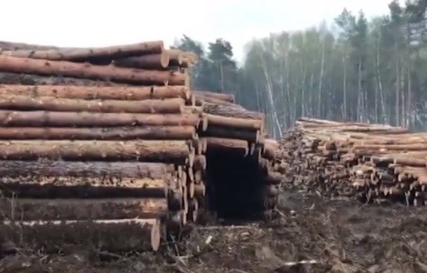 Зачем Президенту Зеленскому три охотничьи резиденции. Часть третья. Президентская лесопилка. 4