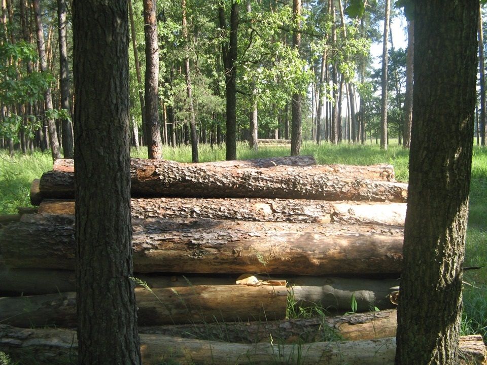 Зачем Президенту Зеленскому три охотничьи резиденции. Часть третья. Президентская лесопилка. 7