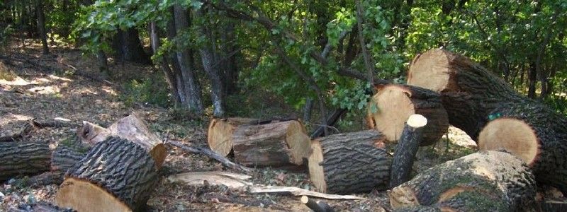 В военном лесхозе под Днепром продавали лес налево: как наказали виновного