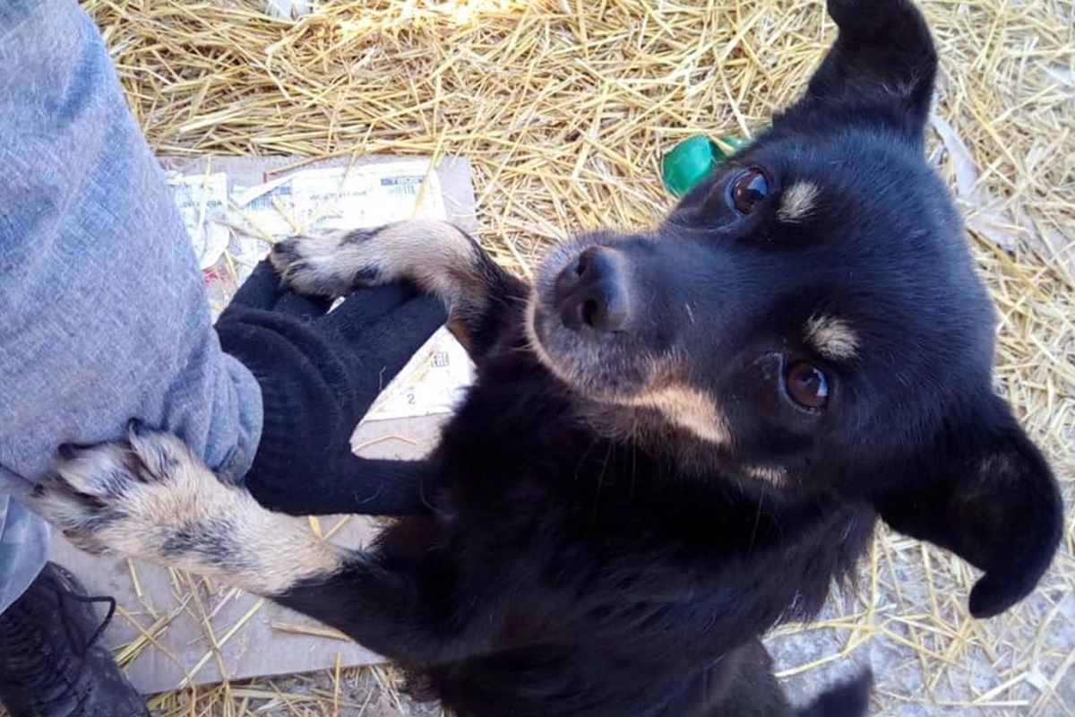 В Киеве на защиту животных потратят дополнительно 152 миллиона гривен 2