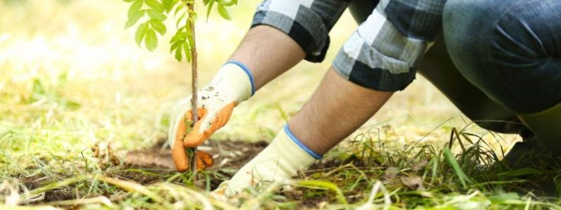 Какие школы Днепра озеленят и отремонтируют за 2,2 миллиона гривен