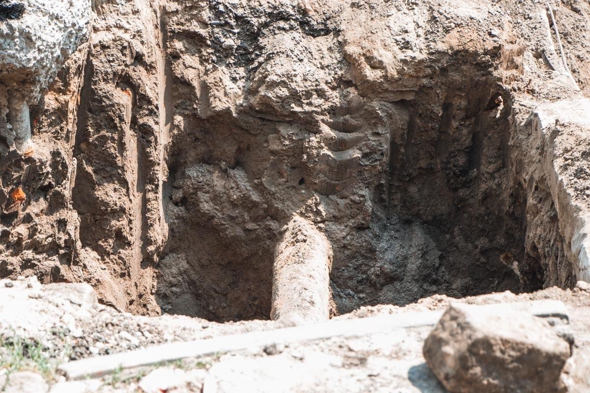 Поможет ли мораторий на вырубку деревьев спасти зеленые насаждения Днепра 6