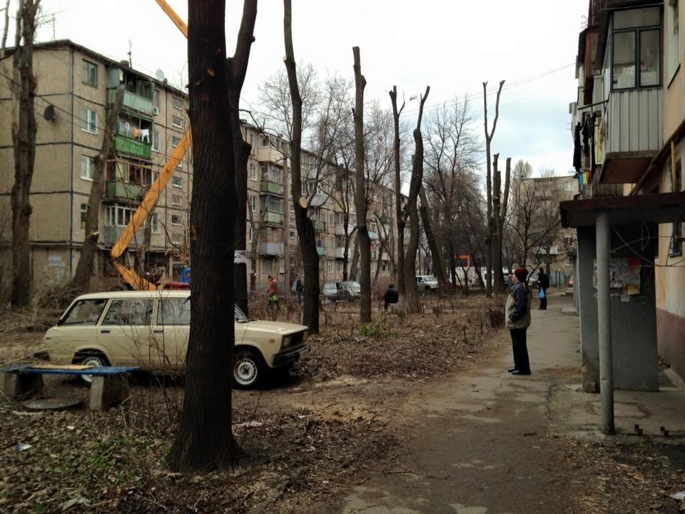 Поможет ли мораторий на вырубку деревьев спасти зеленые насаждения Днепра 10