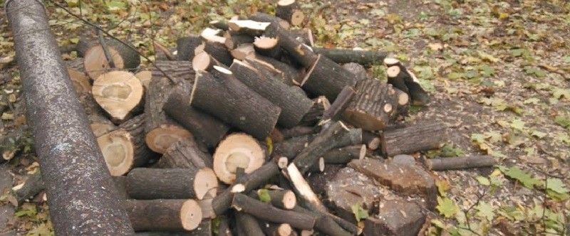 Поможет ли мораторий на вырубку деревьев спасти зеленые насаждения Днепра 12