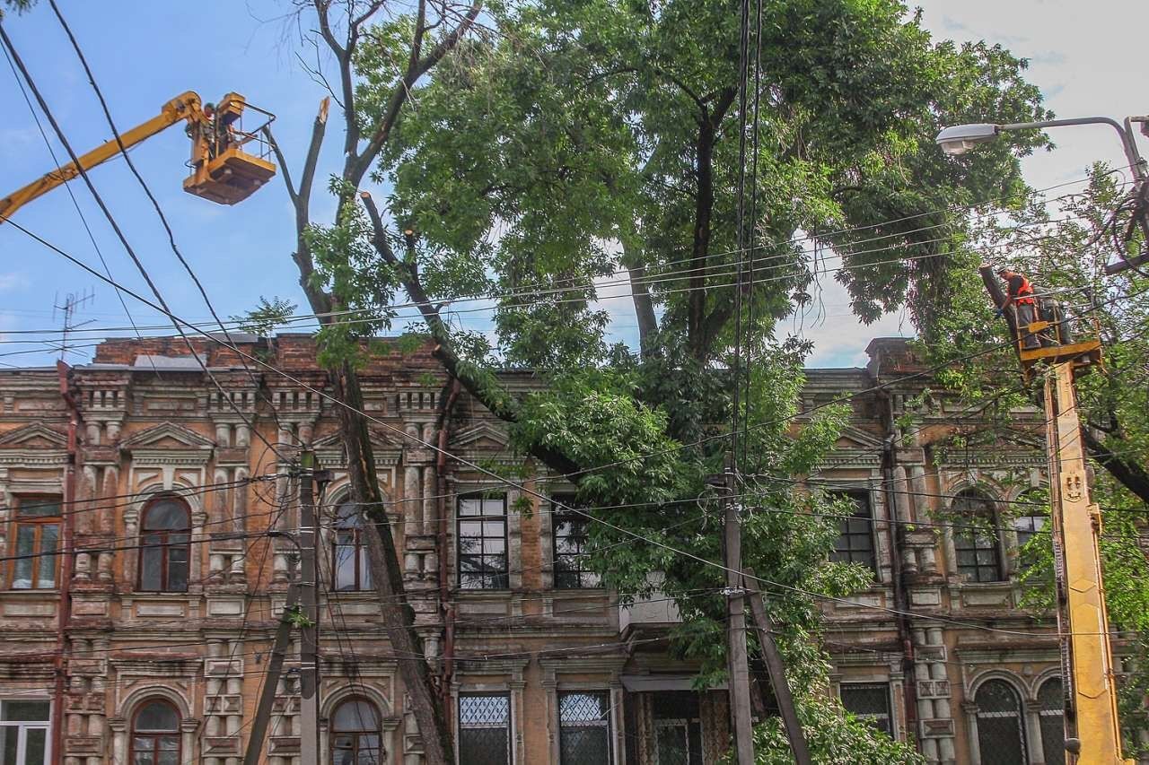 Поможет ли мораторий на вырубку деревьев спасти зеленые насаждения Днепра 14